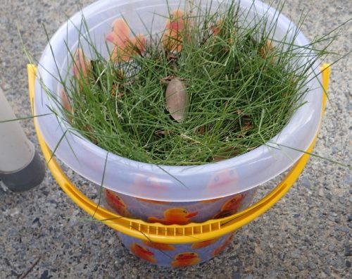 芝バリカンで楽々草刈り