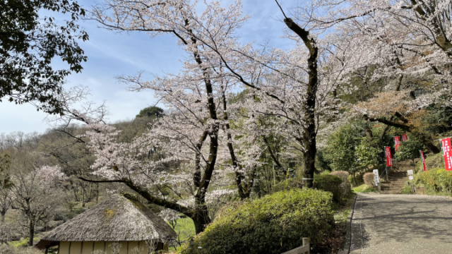 暑かったり寒かったり　桜も満開から葉桜へ