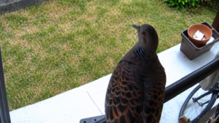 12年目で初めて防犯カメラに不審者（？）が！