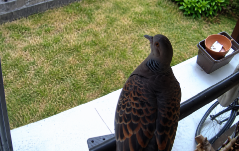 12年目で初めて防犯カメラに不審者（？）が！